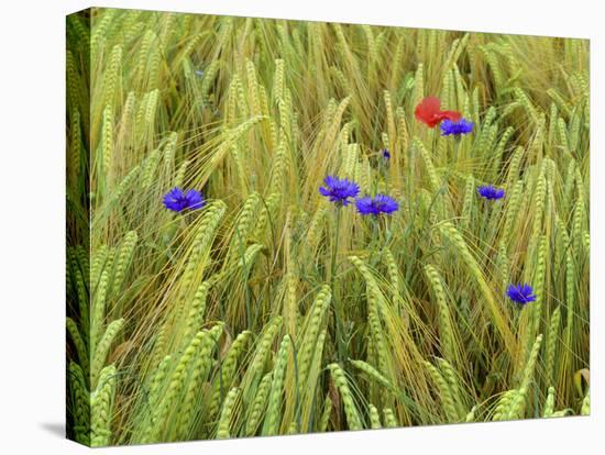 Corn Flowers and Field Poppy-null-Premier Image Canvas