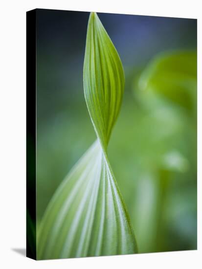 Corn Lily, Mount Baker-Snoqualmie National Forest, Washington.-Ethan Welty-Premier Image Canvas