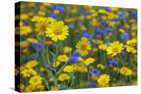 Corn Marigold (Chrysanthemum Segetum) And Cornflowers (Centaurea) In Flower, July, England, UK-Ernie Janes-Premier Image Canvas