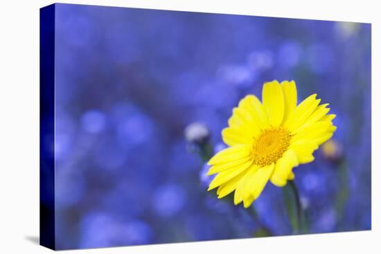 Corn Marigold in Bloom with Cornflowers in Background-null-Premier Image Canvas