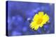 Corn Marigold in Bloom with Cornflowers in Background-null-Premier Image Canvas