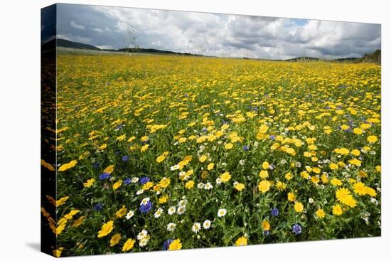Corn marigolds growing on farmland, Scotland-null-Premier Image Canvas
