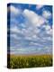 Corn Plants and Sky-Jim Craigmyle-Premier Image Canvas