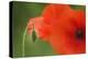 Corn Poppy, Papaver Rhoeas, Bud and Blossoms, Close-Up-Andreas Keil-Premier Image Canvas