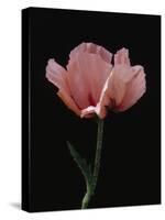 Corn Poppy-Graeme Harris-Premier Image Canvas