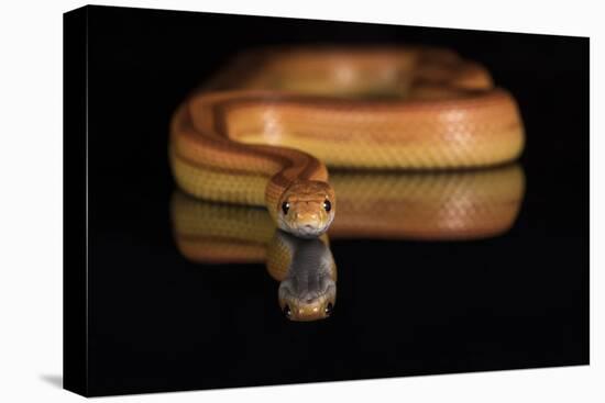 Corn Snake (Pantherophis Guttatus), captive, United States of America, North America-Janette Hill-Premier Image Canvas