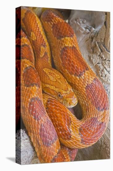 Corn Snake-null-Premier Image Canvas