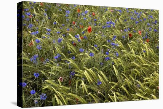 Cornfield Meadow In France-Bob Gibbons-Premier Image Canvas