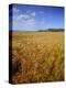 Cornfield, Ridgeway Path, Steps Hill and Ivinghoe Beacon, Chilterns, Buckinghamshire, England, UK-David Hughes-Premier Image Canvas