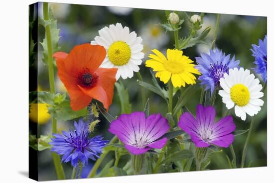 Cornfield Weed Flowers-Bob Gibbons-Premier Image Canvas