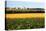 Cornfield with Church in Background-null-Premier Image Canvas