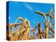 Cornfield-null-Premier Image Canvas