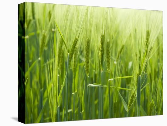 Cornfield-Susanne Casper-zielonka-Premier Image Canvas