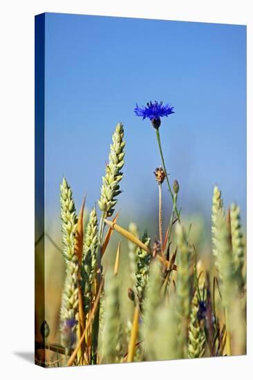 Cornflower (Centaurea Cyanus)-Bjorn Svensson-Premier Image Canvas