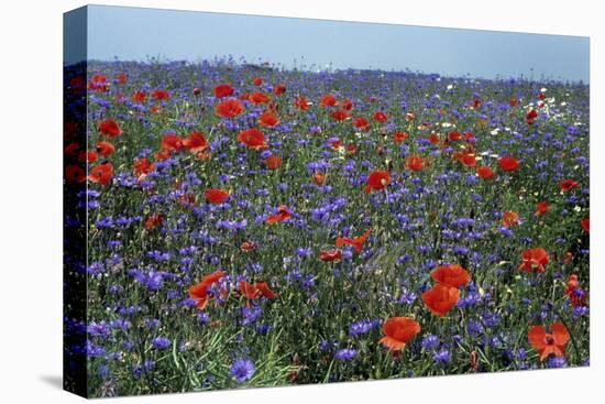 Cornflower Field with Common Poppies-null-Premier Image Canvas