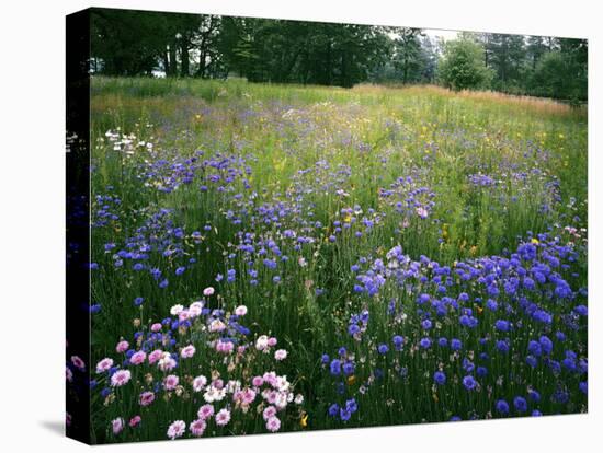 Cornflower Wildflower meadow, Norfolk Botanical Garden, Virginia, USA-Charles Gurche-Premier Image Canvas