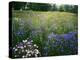 Cornflower Wildflower meadow, Norfolk Botanical Garden, Virginia, USA-Charles Gurche-Premier Image Canvas