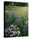 Cornflower Wildflower meadow, Norfolk Botanical Garden, Virginia, USA-Charles Gurche-Premier Image Canvas