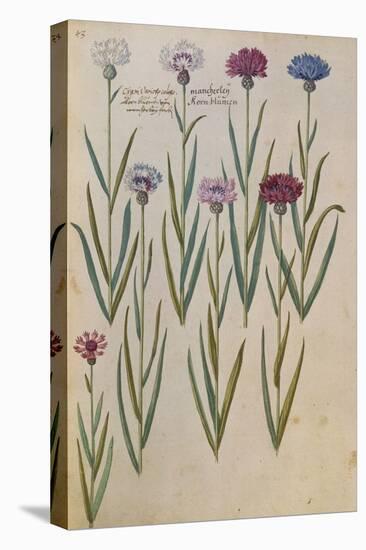 Cornflowers. from 'Camerarius Florilegium'-Joachim Camerarius-Premier Image Canvas