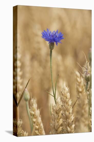 Cornflowers in Cornfield-null-Premier Image Canvas