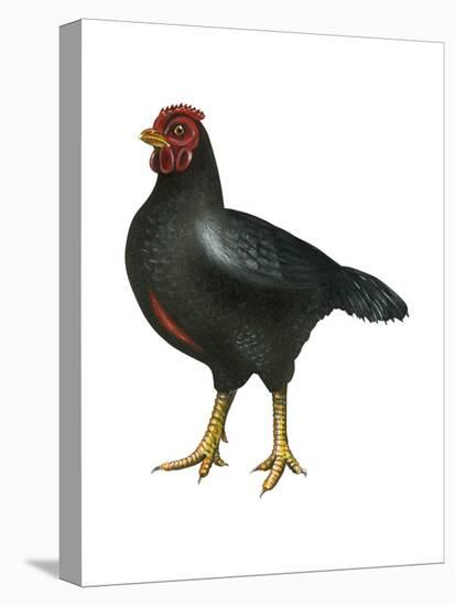 Cornish (Gallus Gallus Domesticus), Rooster, Poultry, Birds-Encyclopaedia Britannica-Stretched Canvas