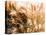 Cortaderia Selloana Commonly known as Pampas Grass-Photosampler-Premier Image Canvas