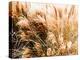 Cortaderia Selloana Commonly known as Pampas Grass-Photosampler-Premier Image Canvas