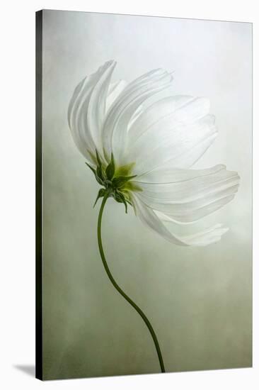 Cosmos Charisma-Mandy Disher-Stretched Canvas