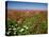 Cosmos field and Mt Jefferson, Madras, Jefferson County, Oregon, USA-null-Premier Image Canvas