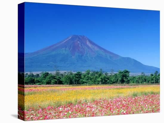 Cosmos Fields & Mt. Fuji, Oshino, Yamanashi, Japan-null-Premier Image Canvas