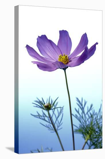 Cosmos Flower (Cosmos Sp.)-Lawrence Lawry-Premier Image Canvas