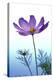 Cosmos Flower (Cosmos Sp.)-Lawrence Lawry-Premier Image Canvas