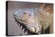 Costa Rica. a Green Iguana.-Nick Laing-Premier Image Canvas