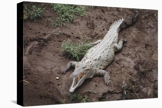Costa Rica, American Crocodile Resting on Bank of Tarcoles River-Scott T. Smith-Premier Image Canvas