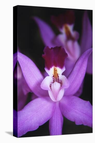 Costa Rica, Ankester Botanical Gardens, Close Up of Orchid-Scott T^ Smith-Premier Image Canvas