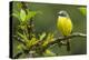 Costa Rica, Arenal. Close-Up of Social Flycatcher-Jaynes Gallery-Premier Image Canvas