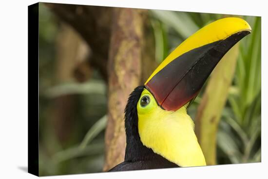 Costa Rica. Black-Mandible Toucan-Jaynes Gallery-Premier Image Canvas