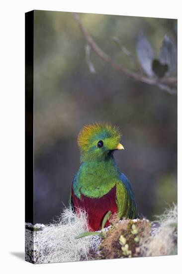 Costa Rica, Central America. Male Resplendent Quetzal.-Karen Ann Sullivan-Premier Image Canvas