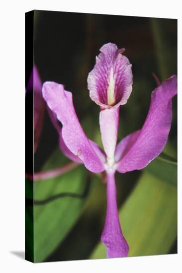 Costa Rica, Close Up of Pink Orchid in Lankester Botanical Gardens-Scott T. Smith-Premier Image Canvas