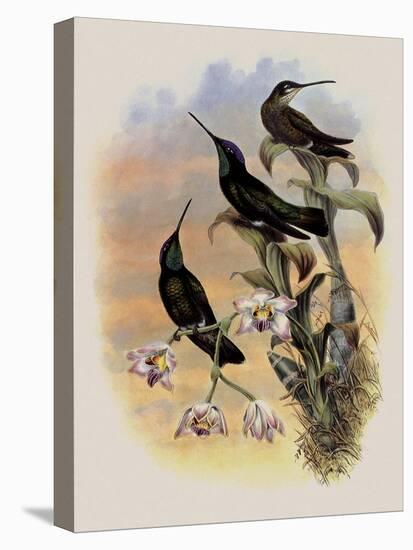 Costa Rica Hummingbird, Eugenes Spectabilis-John Gould-Premier Image Canvas