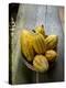 Costa Rica, La Virgen De Sarapiqui, Picked Cocoa Pods Used for Demonstration on How to Make Chocola-John Coletti-Premier Image Canvas