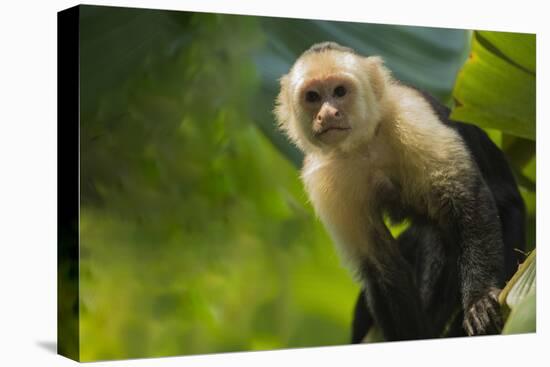 Costa Rica, monkey, spider monkey, tree-George Theodore-Premier Image Canvas