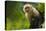 Costa Rica, monkey, spider monkey, tree-George Theodore-Premier Image Canvas