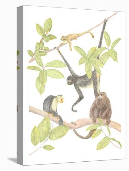 Costa Rica Monkeys-Stacy Hsu-Stretched Canvas