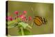 Costa Rica, Monteverde Cloud Forest Biological Reserve. Butterfly on Flower-Jaynes Gallery-Premier Image Canvas
