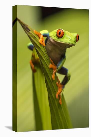 Costa Rica. Red-Eyed Tree Frog Close-Up-Jaynes Gallery-Premier Image Canvas