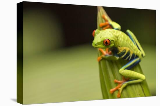 Costa Rica. Red-Eyed Tree Frog Close-Up-Jaynes Gallery-Premier Image Canvas