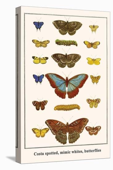 Costa Spotted, Mimic Whites, Butterflies-Albertus Seba-Stretched Canvas