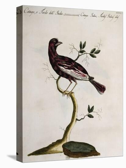 Cotinga or Thrush from the Indies (Cotinga Indica or Turdus Indicus Aliis)-null-Premier Image Canvas