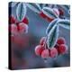 Cotoneaster Berries Covered in Frost-null-Premier Image Canvas